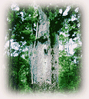 photo_kauri